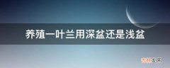 养殖一叶兰用深盆还是浅盆?