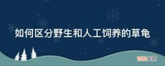 如何区分野生和人工饲养的草龟?