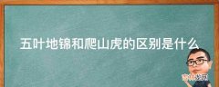 五叶地锦和爬山虎的区别是什么?