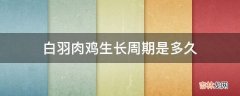 白羽肉鸡生长周期是多久?