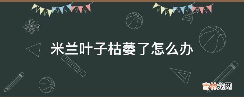 米兰叶子枯萎了怎么办?