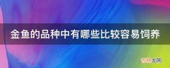 金鱼的品种中有哪些比较容易饲养?