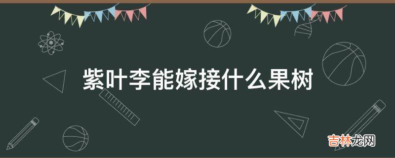 紫叶李能嫁接什么果树?