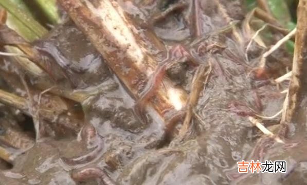 哪位高人能告诉我。我养的蚯蚓死亡的原因,到底这是怎么回事,不胜感激