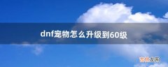 dnf宠物怎么升级到60级（dnf宠物能升级么)