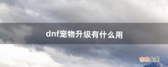 dnf宠物升级有什么用（dnf初阶精灵宠物能升级吗)