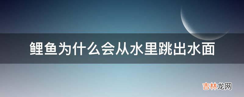 鲤鱼为什么会从水里跳出水面?