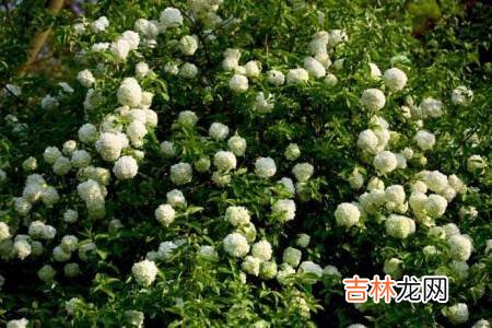 什么爬藤植物四季常青?