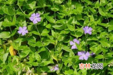 什么爬藤植物四季常青?