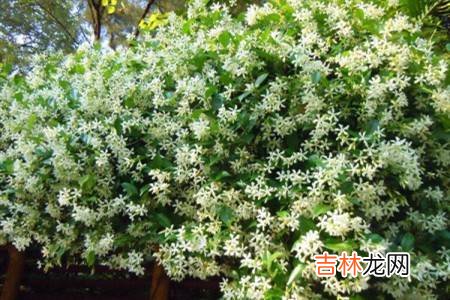 什么爬藤植物四季常青?