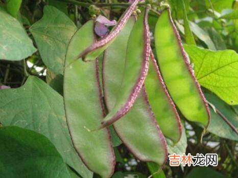 四月五月适宜种植什么蔬菜?