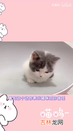 抖音揣手猫原视频在哪里看