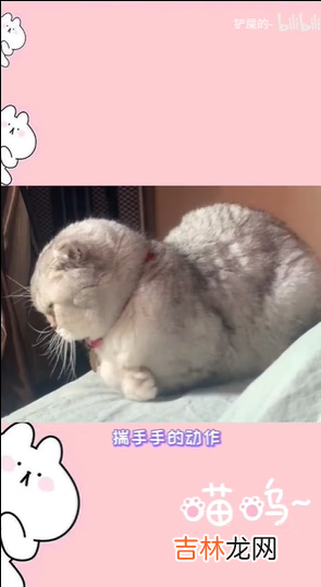 抖音揣手猫是什么梗