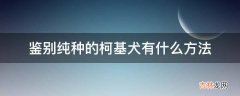 鉴别纯种的柯基犬有什么方法?