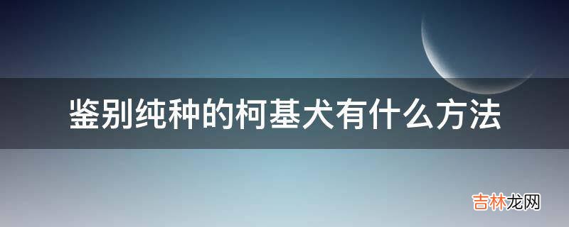 鉴别纯种的柯基犬有什么方法?