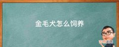 金毛犬怎么饲养?