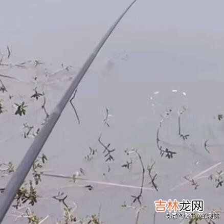 长满底层水草的河怎么钓鱼(野河水草太多怎么钓鱼)