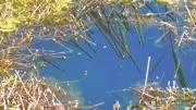 长满底层水草的河怎么钓鱼(野河水草太多怎么钓鱼)