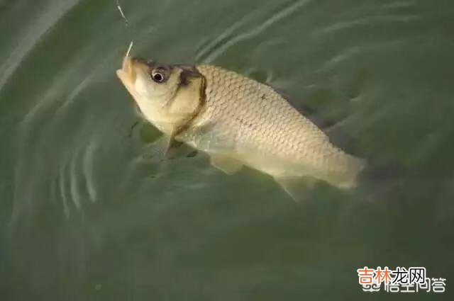 长满底层水草的河怎么钓鱼(野河水草太多怎么钓鱼)