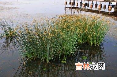 长满底层水草的河怎么钓鱼(野河水草太多怎么钓鱼)