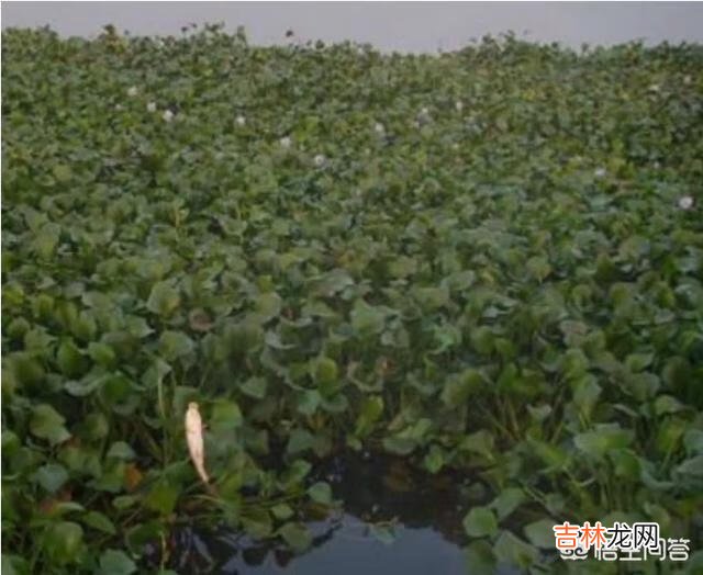 长满底层水草的河怎么钓鱼(野河水草太多怎么钓鱼)