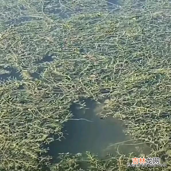 长满底层水草的河怎么钓鱼(野河水草太多怎么钓鱼)