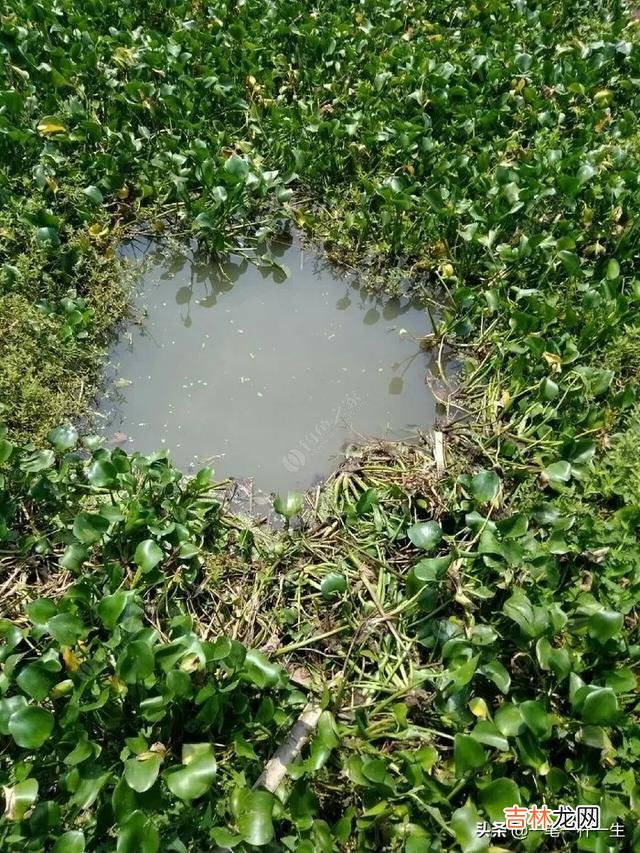长满底层水草的河怎么钓鱼(野河水草太多怎么钓鱼)