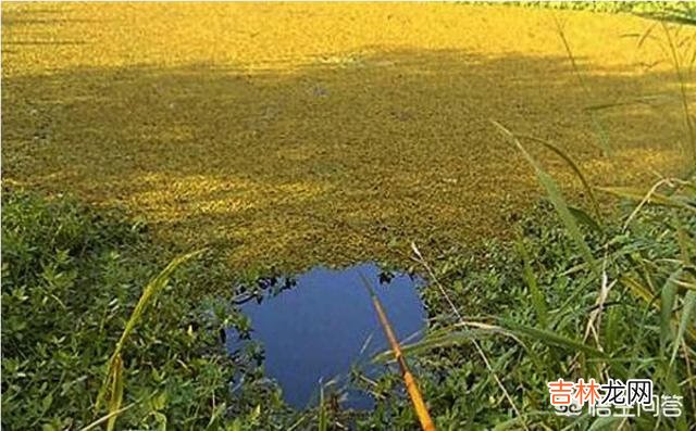 长满底层水草的河怎么钓鱼(野河水草太多怎么钓鱼)
