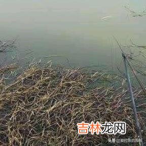 长满底层水草的河怎么钓鱼(野河水草太多怎么钓鱼)