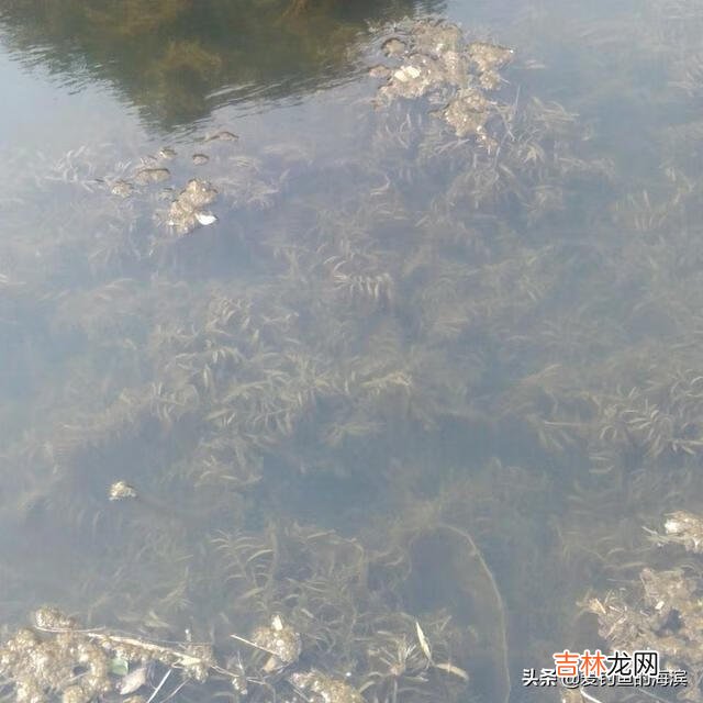 长满底层水草的河怎么钓鱼(野河水草太多怎么钓鱼)