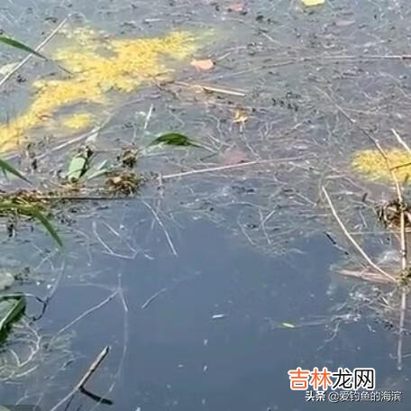 长满底层水草的河怎么钓鱼(野河水草太多怎么钓鱼)