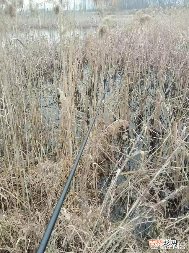 长满底层水草的河怎么钓鱼(野河水草太多怎么钓鱼)