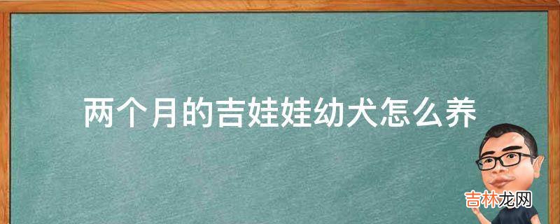 两个月的吉娃娃幼犬怎么养?