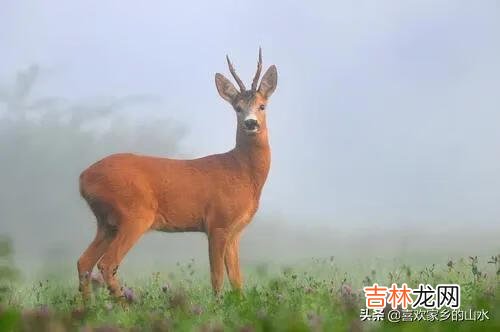 人类有病了可以去找医生，那么野生动物有病了怎么办