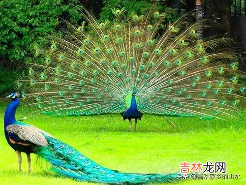 人类有病了可以去找医生，那么野生动物有病了怎么办