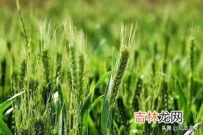 纵然周知天下事不识进退总是愚人。应该如何去理解这句话呢