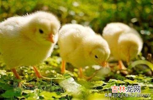 把小鸡养好,需要做哪些工作(养小鸡仔计划)