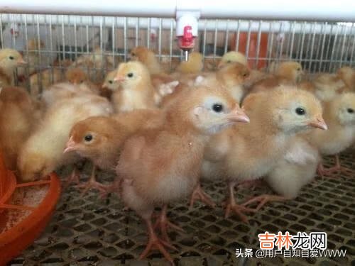 把小鸡养好,需要做哪些工作(养小鸡仔计划)