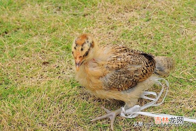 把小鸡养好,需要做哪些工作(养小鸡仔计划)