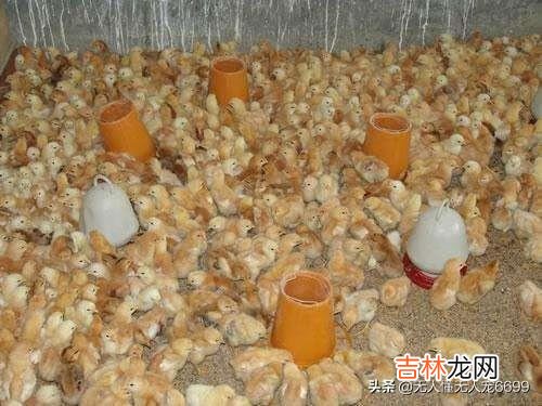 把小鸡养好,需要做哪些工作(养小鸡仔计划)