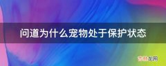 问道为什么宠物处于保护状态?