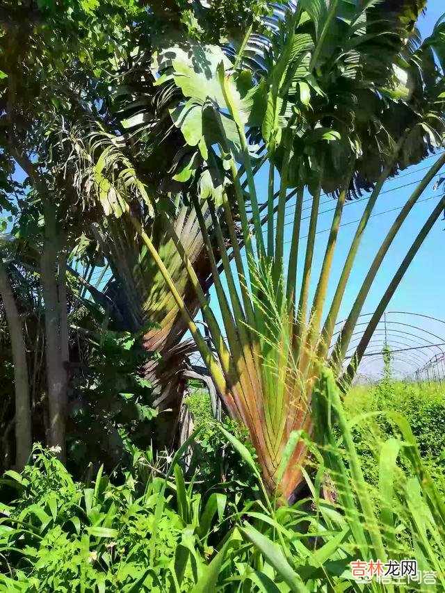 网上买的树苗怎么才能栽活(为啥网上买的树苗种不活)