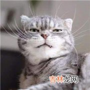 抖音搓脚猫梗原视频在哪里