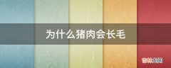 为什么猪肉会长毛?