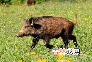 野猪套怎么拆(猪头套安装教学视频)