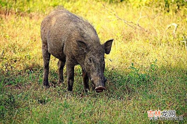 野猪套怎么拆(猪头套安装教学视频)