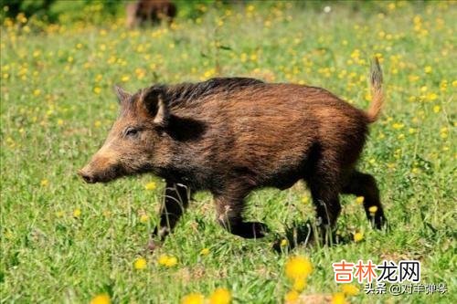 有些野猪破坏庄稼,但又不能打野猪,怎么办