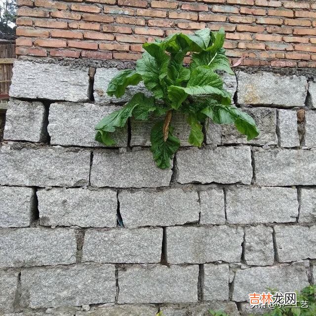 在农村没什么技术,也没本钱,应该怎样发家致富