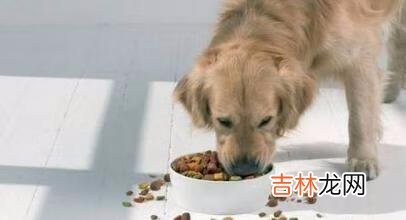 如何判断狗粮的好坏有什么误区(如何判断狗粮的质量)