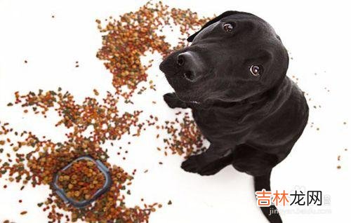 如何判断狗粮的好坏有什么误区（如何判断狗粮的质量)